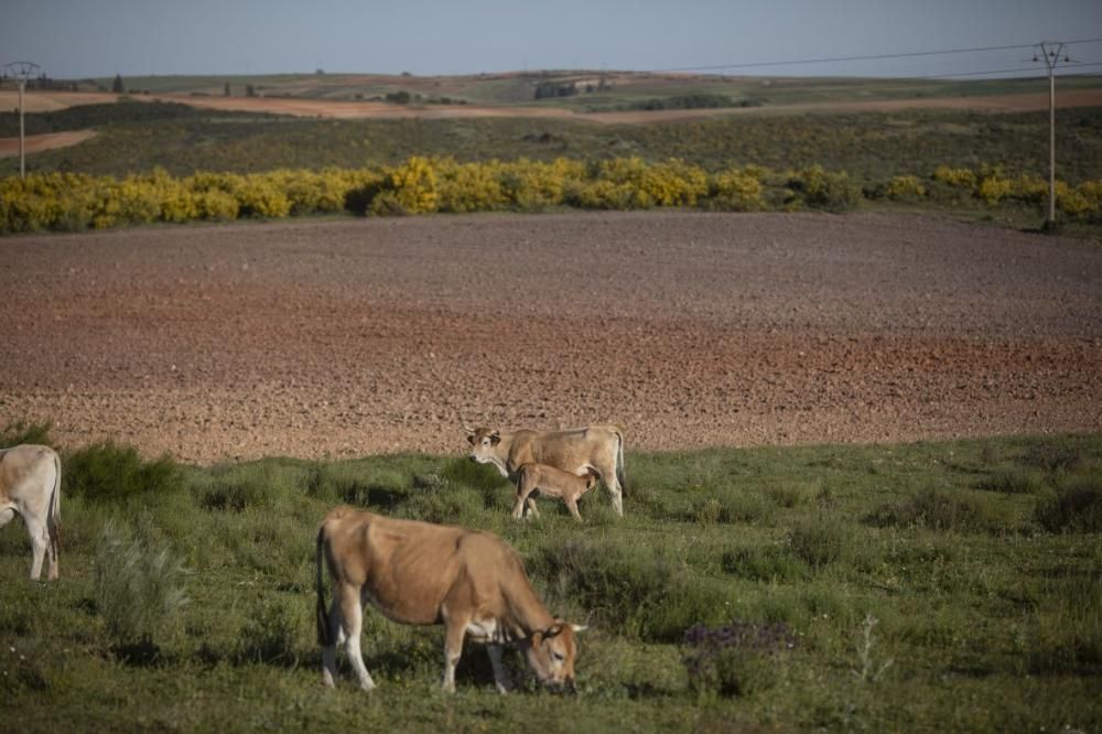 Buitres al acecho en Almaraz