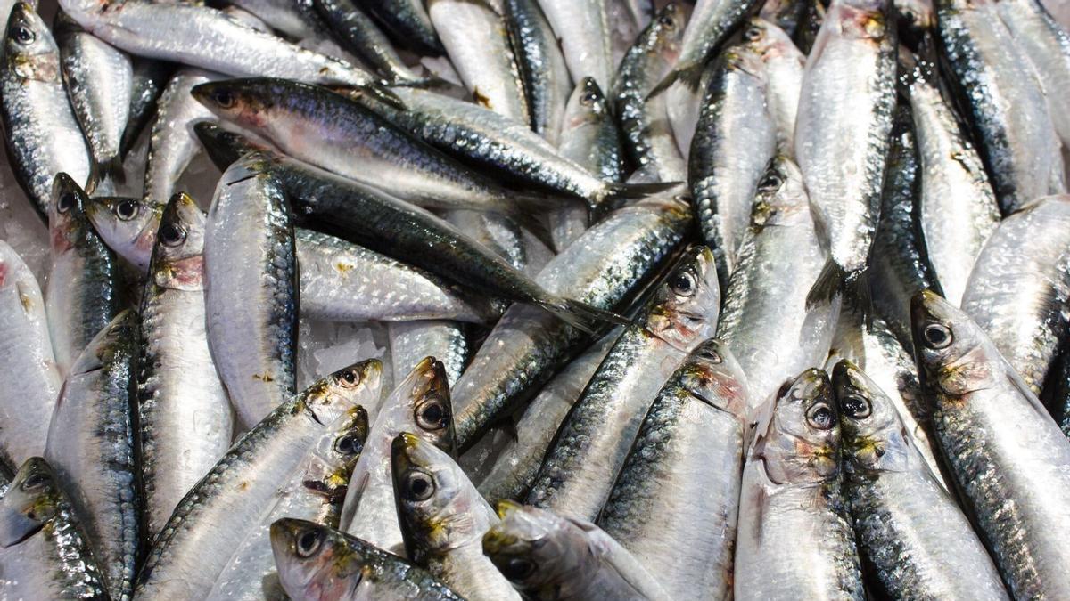 Sardinas.