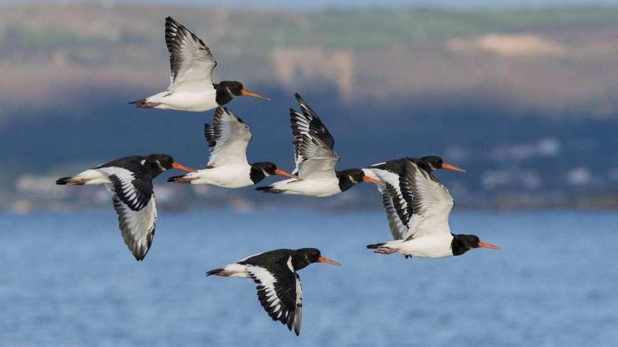 Un grupo de ostreros en la ría de Arousa. // Xoán Diéguez / Chasula Birds