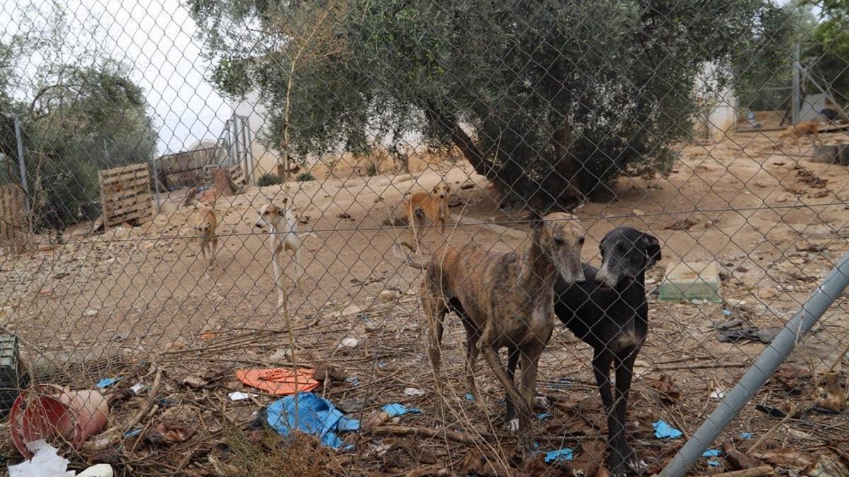 Galgos del Sur rescata a 24 perros en condiciones de &quot;extrema insalubridad&quot; en una finca de Cabra