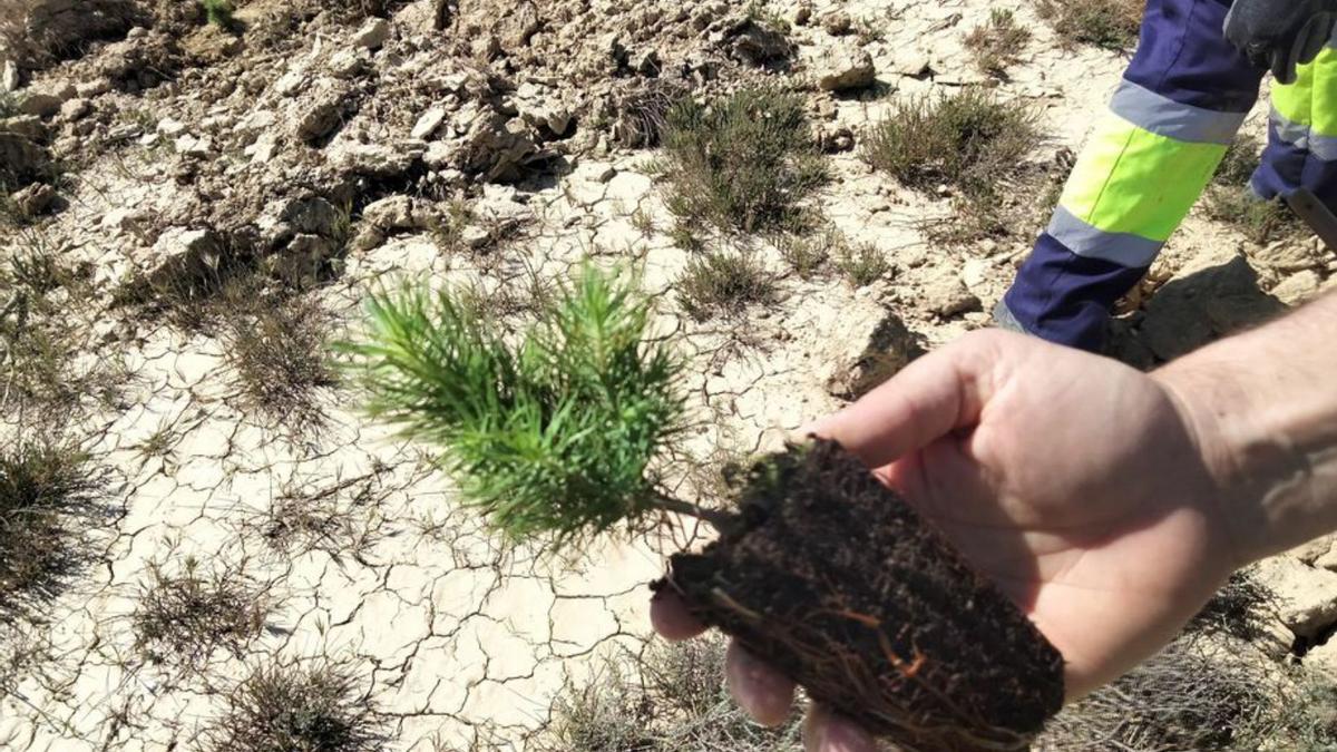 Estas plantaciones pretenden frenar los efectos del cambio climático. | SERVICIO ESPECIAL