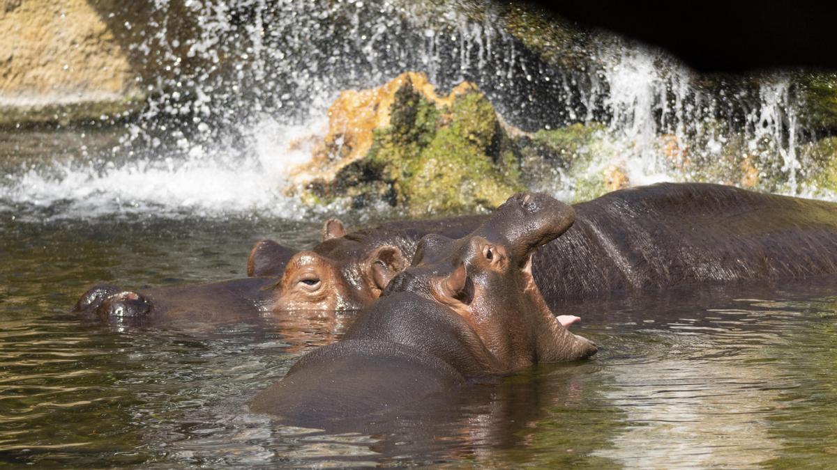 En la Cueva de Kitum de BIOPARC València se puede ver a Gori y su familia en una perfecta recreación de su hábitat