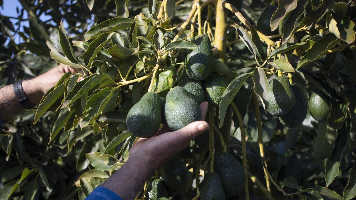 Muestra de algunos aguacates producidos en Morvedre.