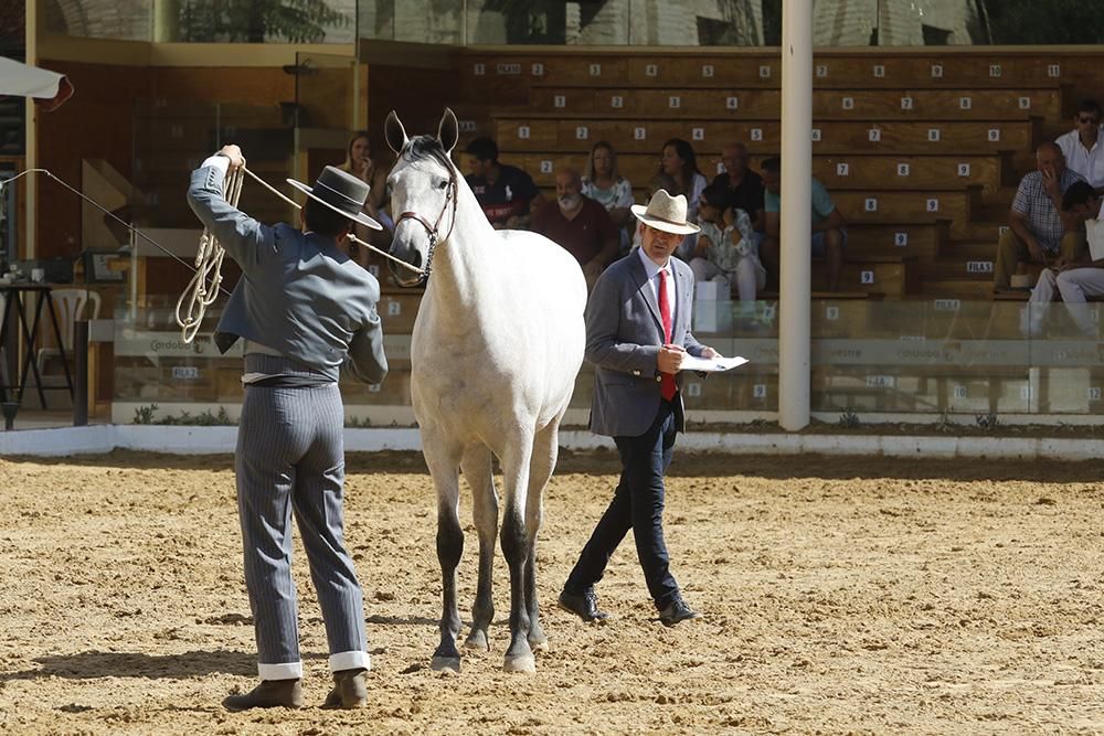 Fotogalería /  Primera jornada de Cabalcor.