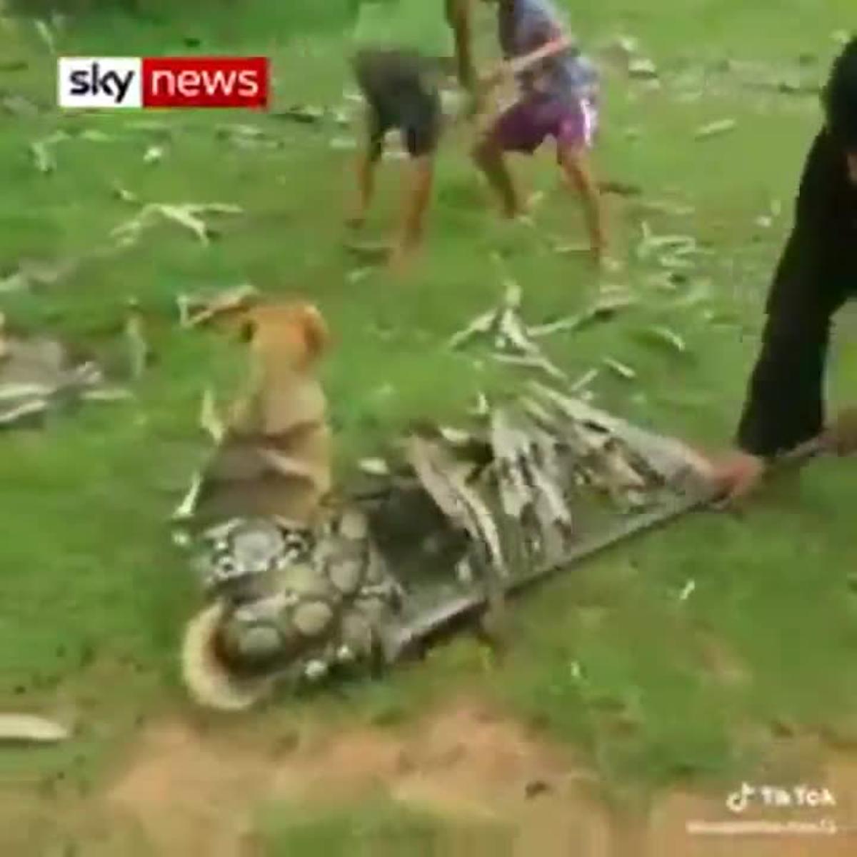 una-serpiente-atrapa-a-un-perro-para-tragrselo-al-verlo-los-chicos-con-mucho-es-fuerzo-logran-desenredarlo-de-las-garras-de-la-serpiente-salvndole