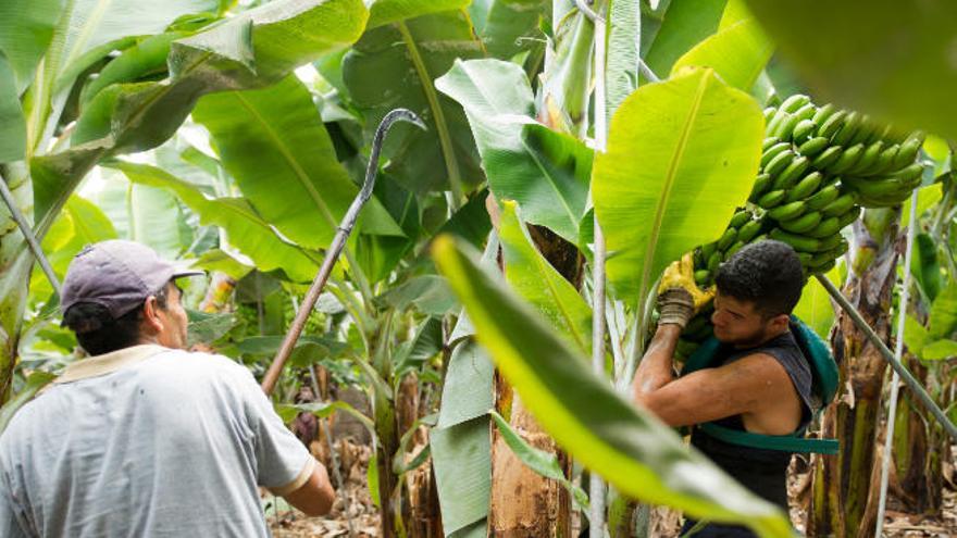 Los cultivos de plátanos, afectados por la competencia de terceros países.