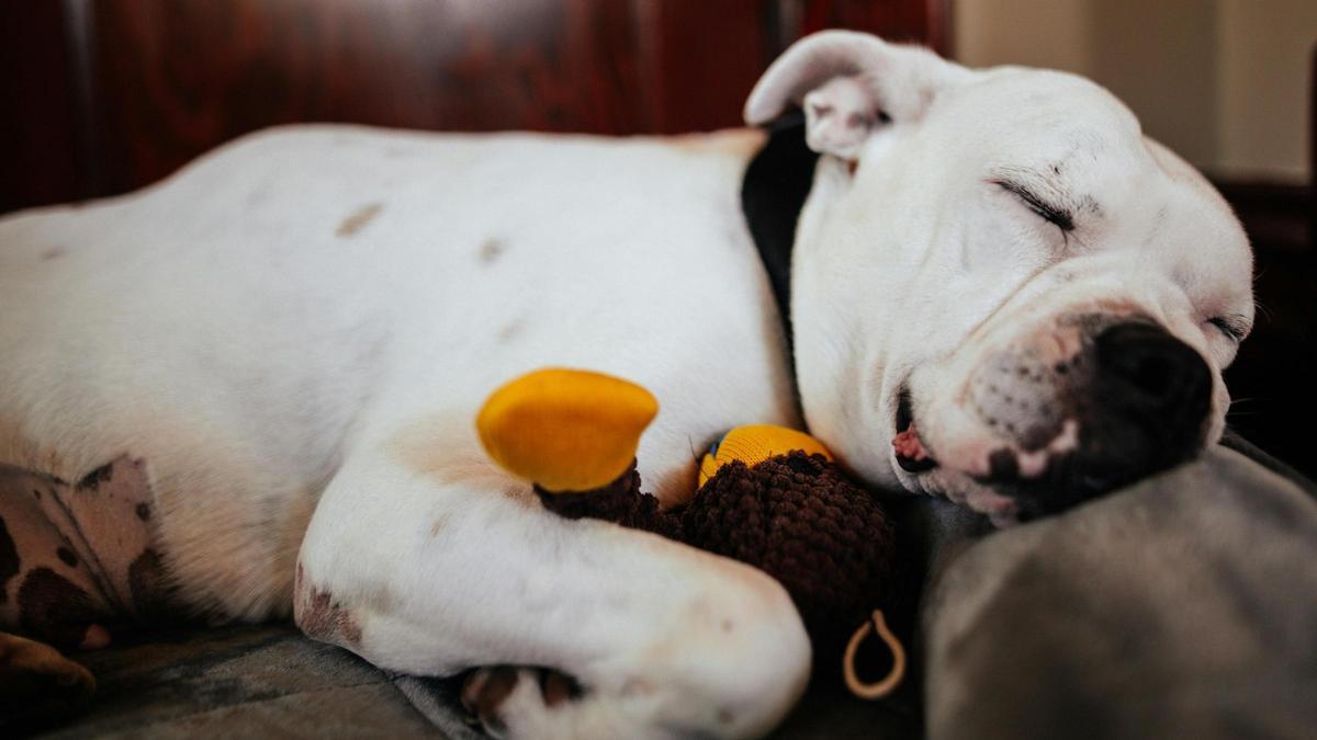Un perro duerme con un peluche entre las patas.