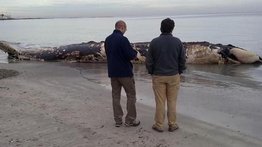 La ballena varada en la orilla de la playa de La Manga, en el municipio de San Javier