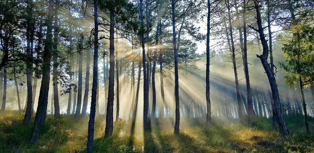 Filtres al bosc. Dia radiant, els rajos del sol topen amb els arbres que fan de filtre i es desvien buscant una altra via.