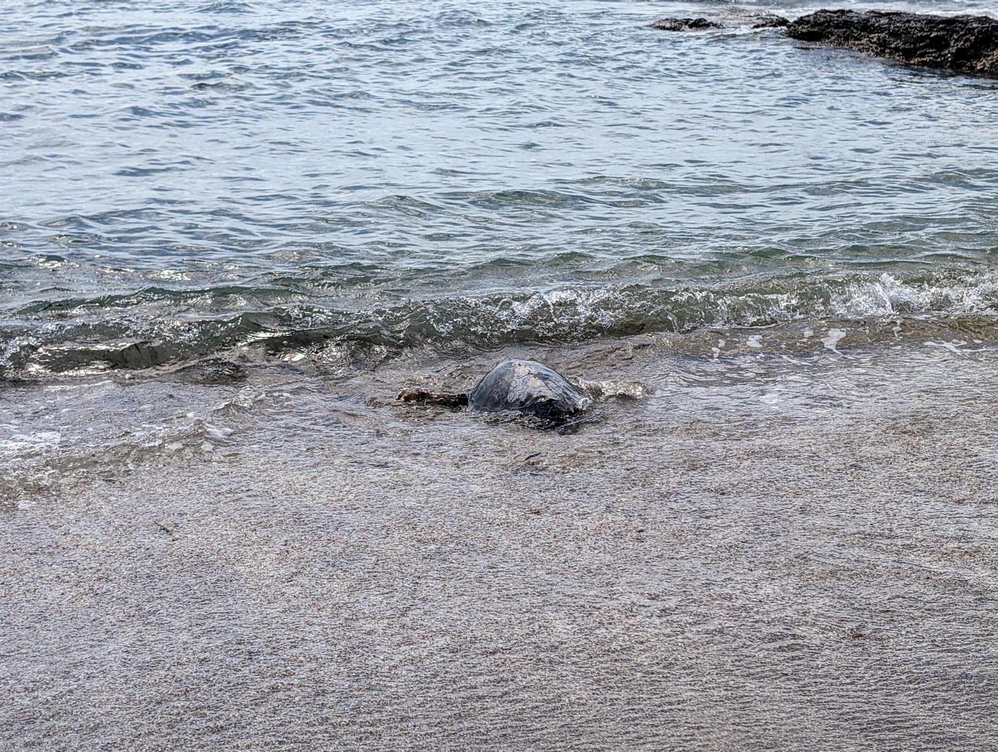 La suelta de la tortuga Francis en Orpesa en imágenes