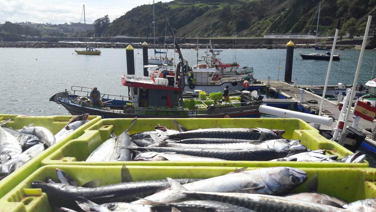Las cajas repletas de caballa, en este caso en el puerto de Avilés.
