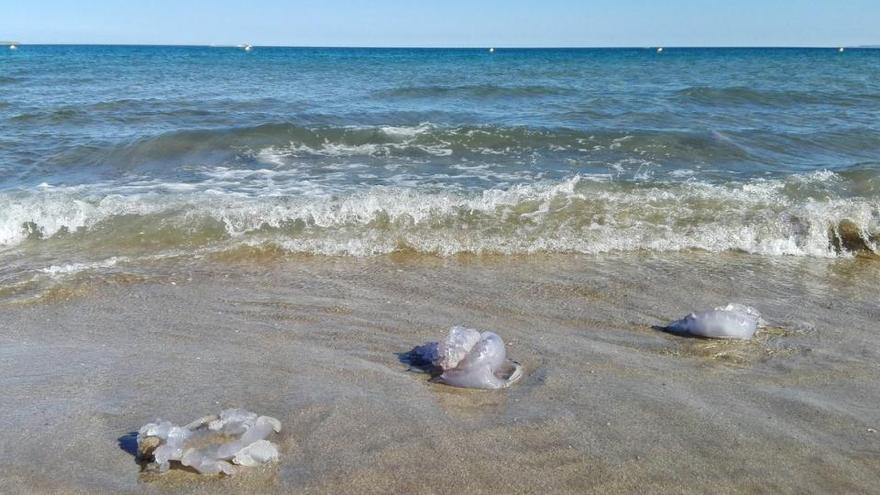 Algunes de les meduses que aquest estiu han arribat fins a la sorra de la platja d&#039;Empuriabrava