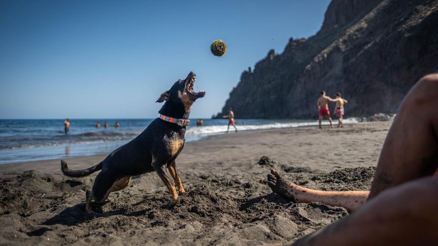 Solo diez denuncias en cinco años en Santa Cruz por la presencia de perros en la playa