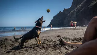 Solo diez denuncias en cinco años en Santa Cruz por la presencia de perros en la playa