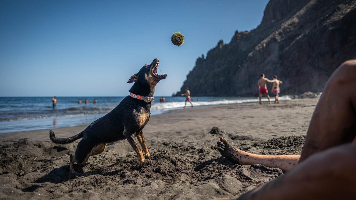 Un perro en la playa de Las Gaviotas