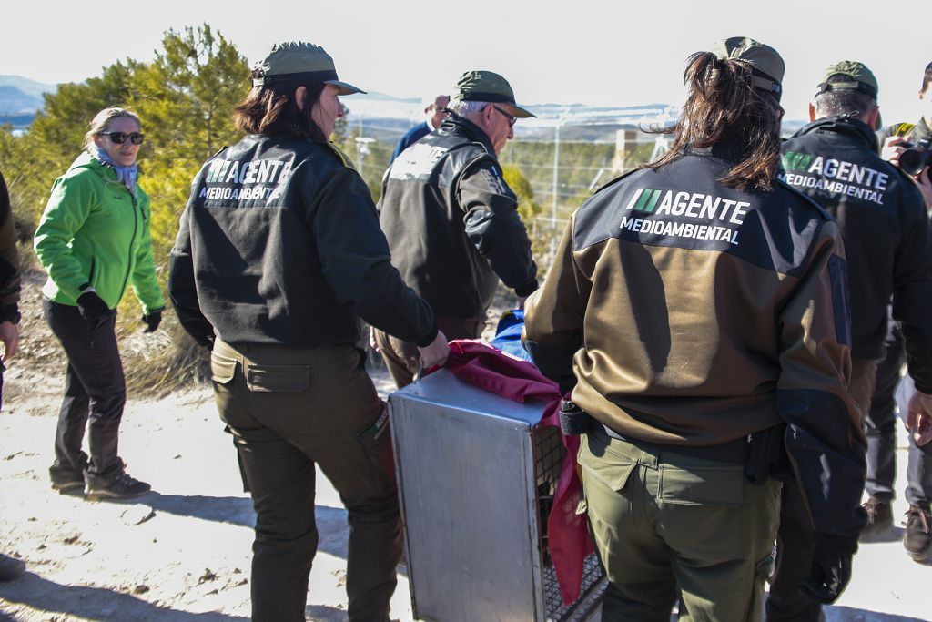 Las imágenes de la llegada de tres ejemplares de lince ibérico a las montañas de Lorca