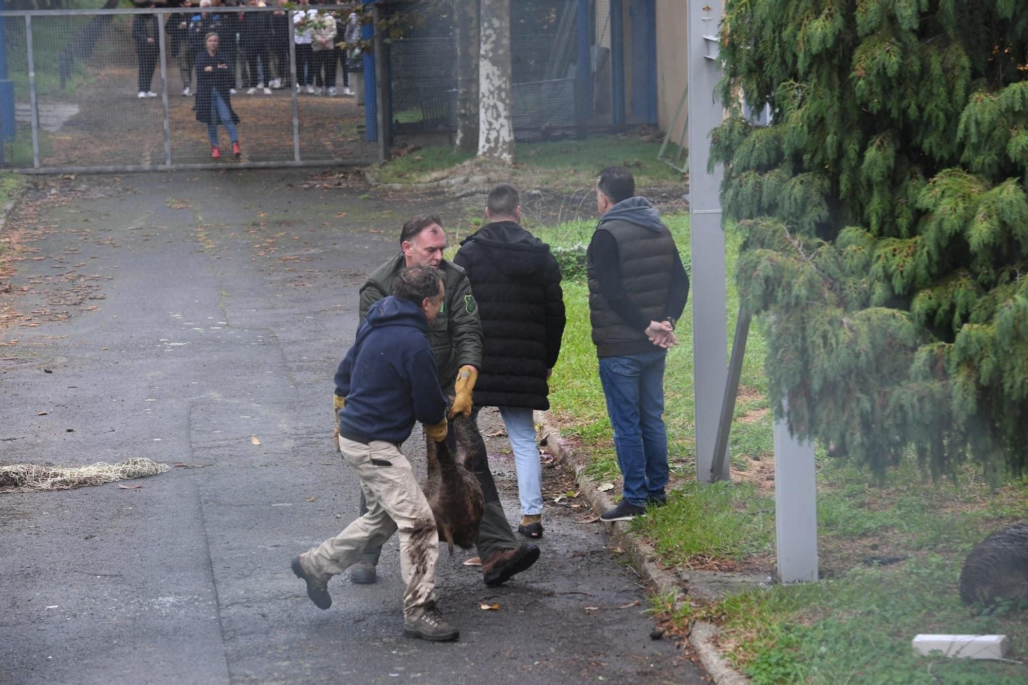 Cazados tres jabalíes en un instituto de A Coruña