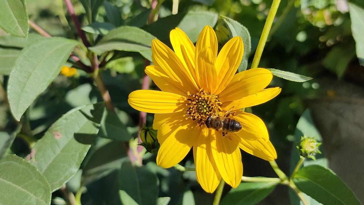La flor de la nyàmera i una abella de la mel.