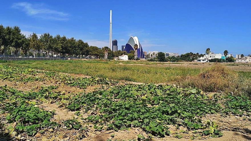 Poderoso contraste entre la huerta y el Ágora, junto a la avenida de Antonio Ferrandis.