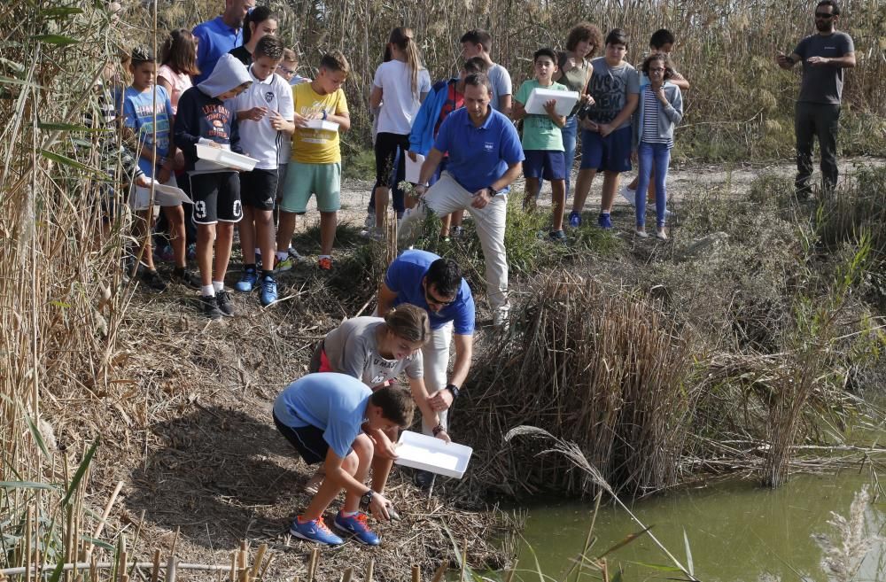 El Oceanogràfic suelta diez galápagos en la Albufera