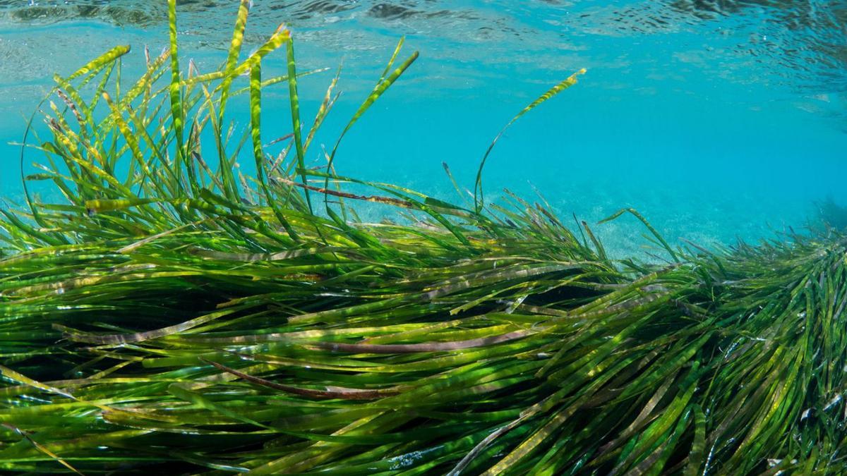 Die „Posidonia oceanica“, auf Deutsch Neptungras, filtert Dreck und CO₂ aus dem Wasser.