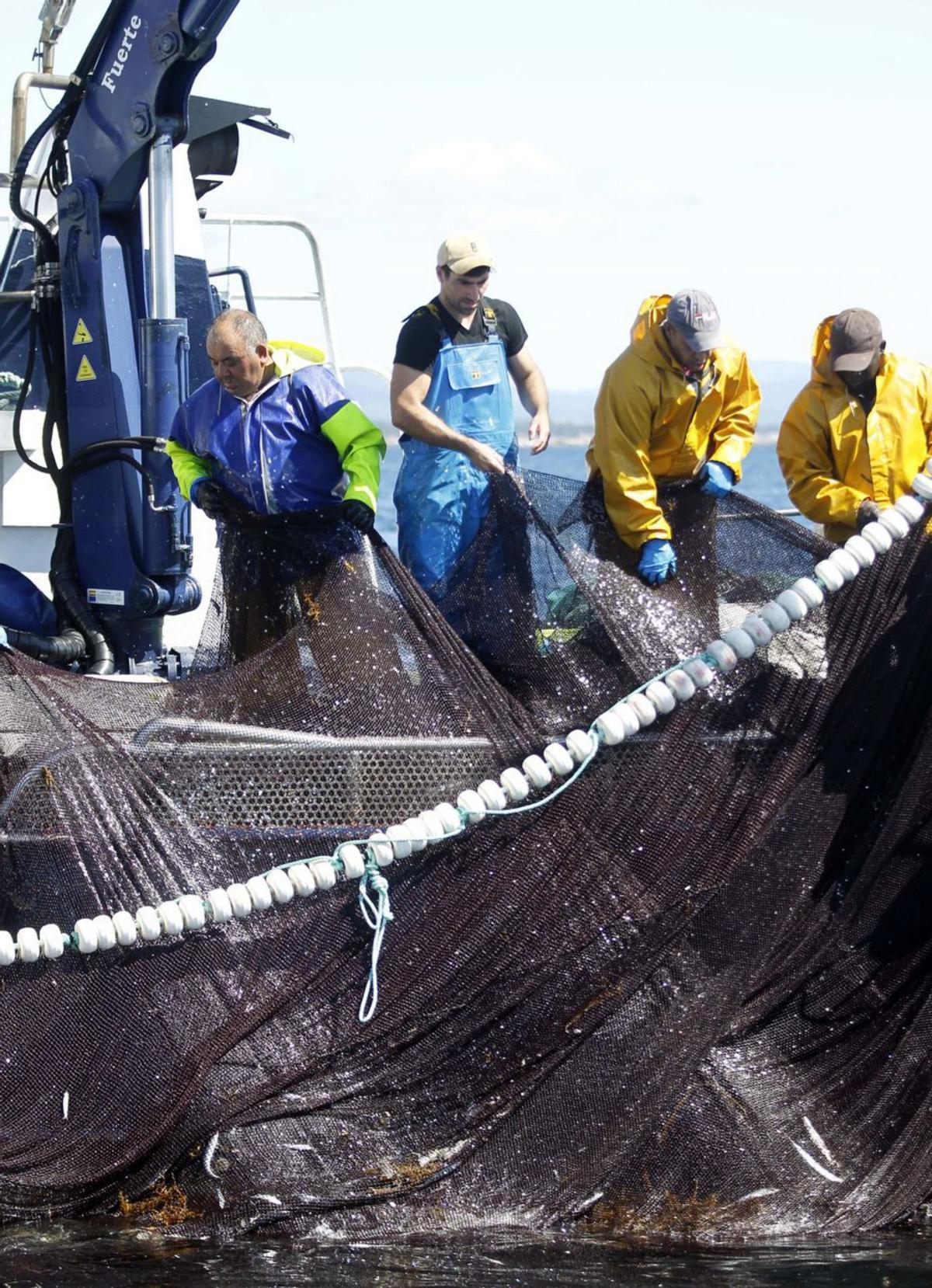 La pesca del
cerco en Arousa. 
|  Noé Parga