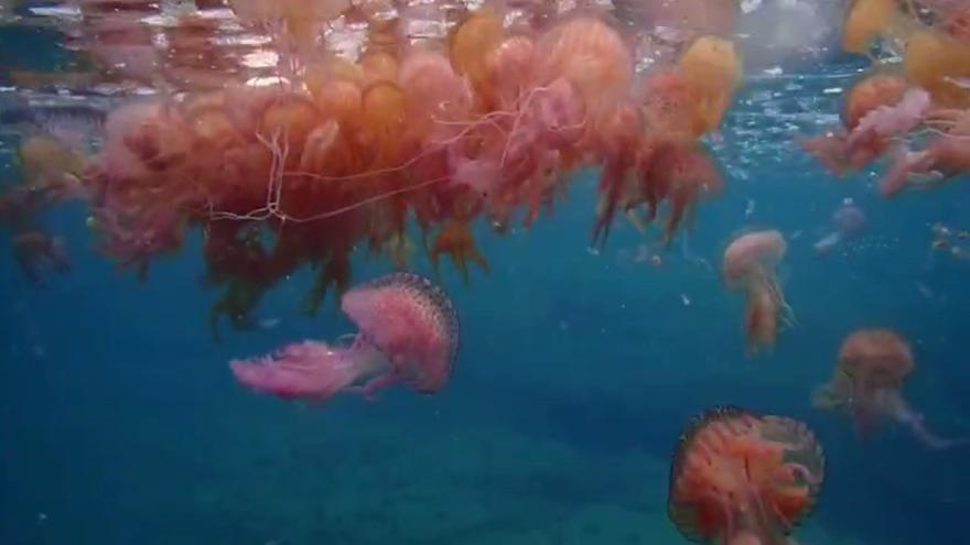 Les meduses apareixen a milers al litoral de la Costa Brava