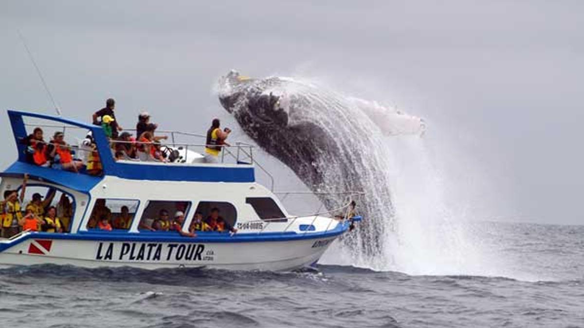 Ballenas jorobadas y comercio justo en el mismo viaje