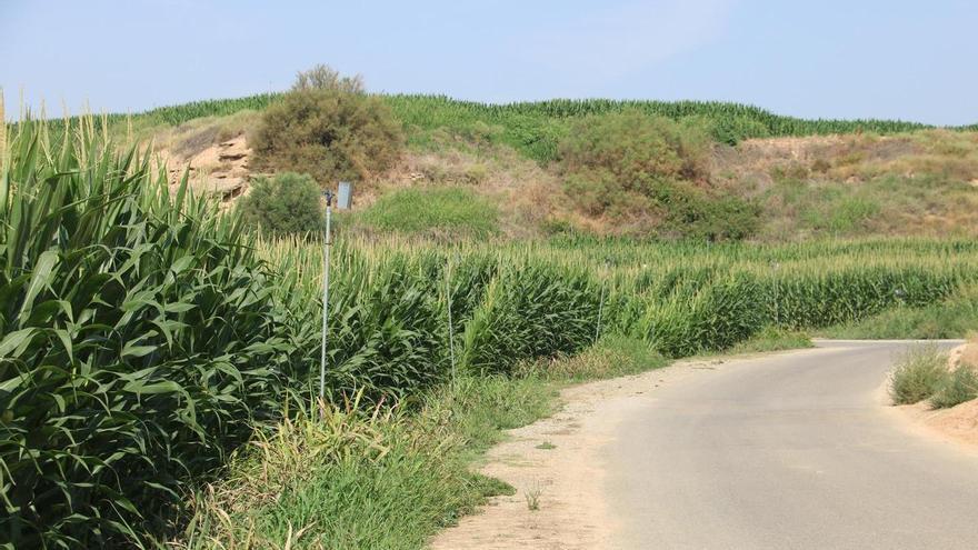 Encuentran a una mujer muerta de forma violenta en un campo de maíz en Soses