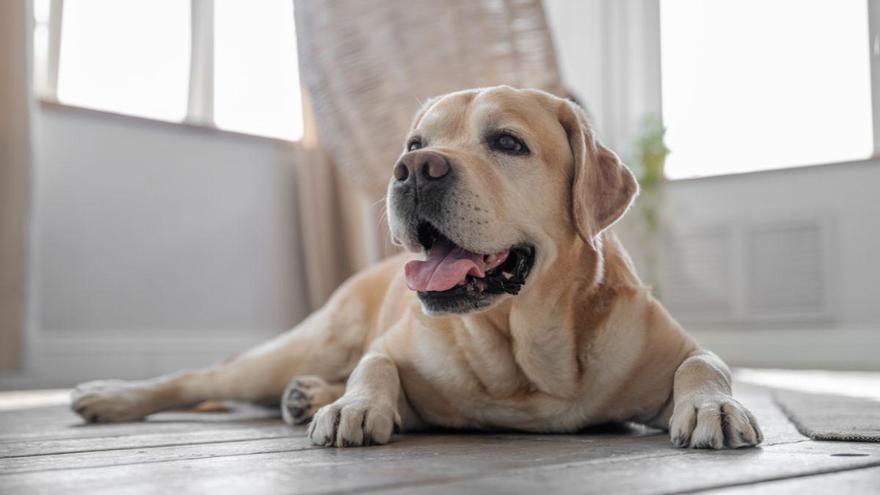 Las razas de perro que peor llevan la soledad: sufren mucho 