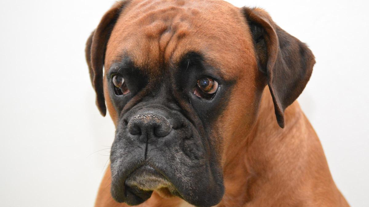Un ejemplar de perro Boxer.