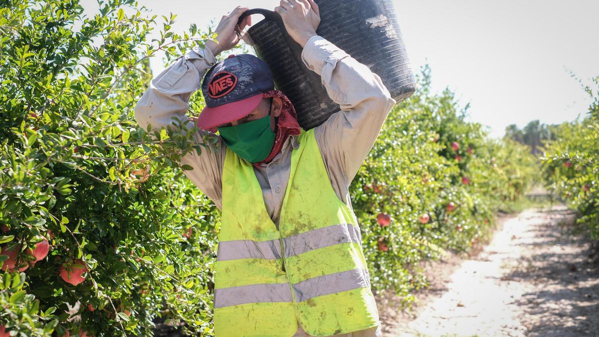 Un jornalero agrícola recoge granadas en el Camp d’Elx.