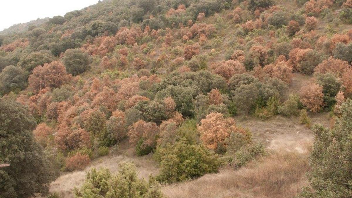 Un bosc mediterrani afectat per la sequera