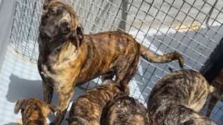 Abandono masivo de perros en el cementerio de Pozo Izquierdo en plena ola de calor