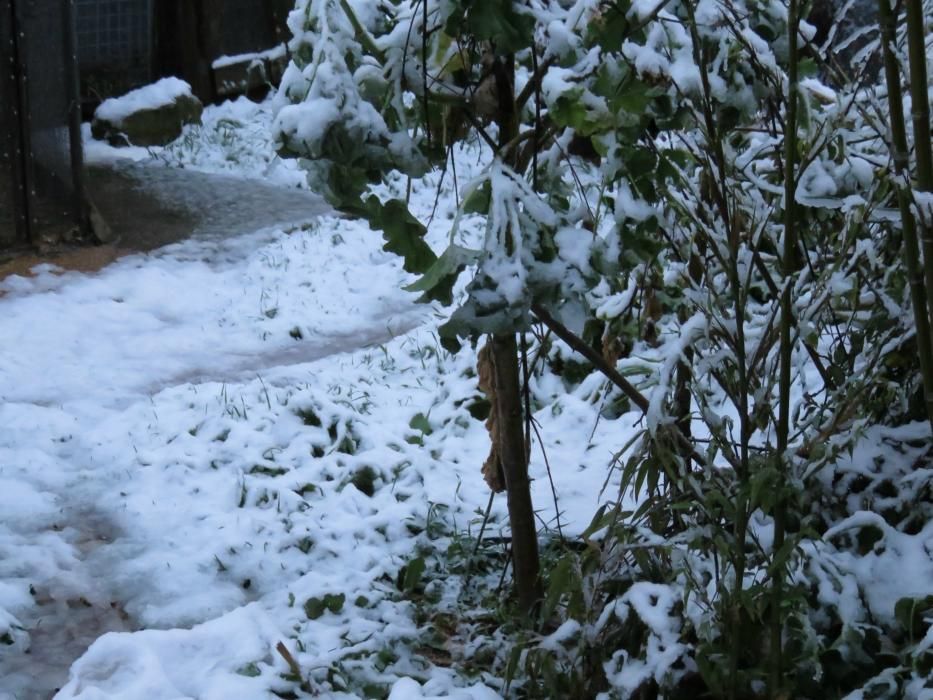 Nieve en Banyeres de Mariola a primera hora de esta mañana