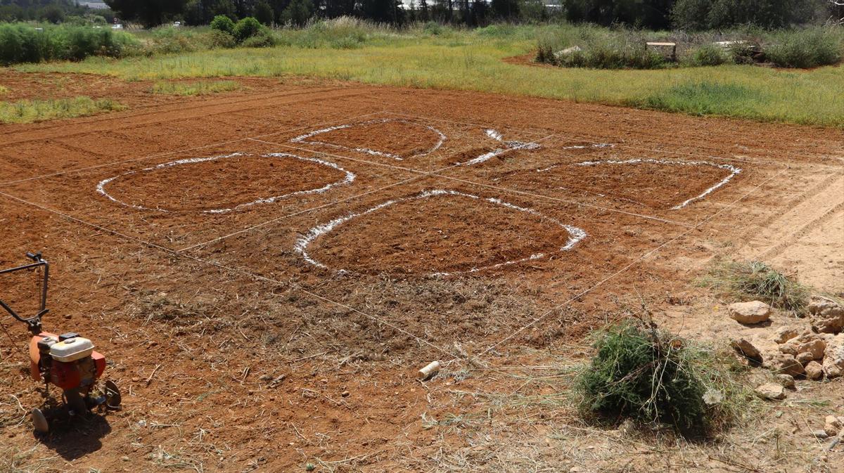 No te pierdas las mejores fotos de la plantación de un jardín para polinizadores