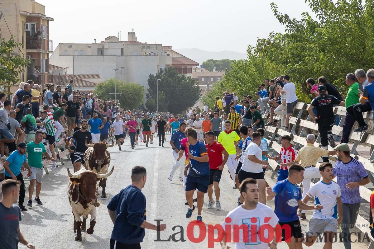 Segundo encierro de la Feria Taurina del Arroz en Calasparra