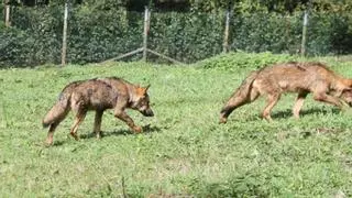 Detectado por primera vez en Asturias un parásito que afecta a ganado y fauna: un lobezno se autoamputó una pata
