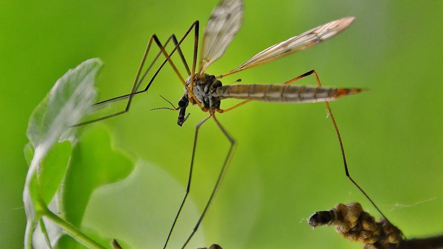 Los mosquitos nunca entrarán en tu casa si pones esto en la ventana