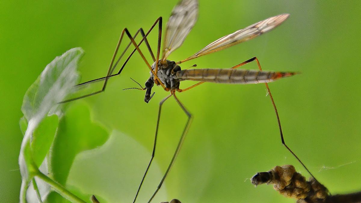 PLANTAS CONTRA MOSQUITOS | Los mosquitos nunca entrarán en tu casa si  tienes una de estas plantas