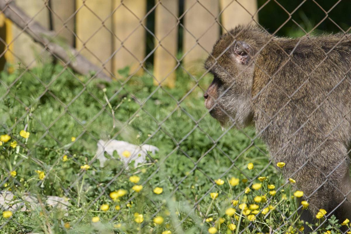 La Fundació Mona, ubicada a Riudellots de la Selva