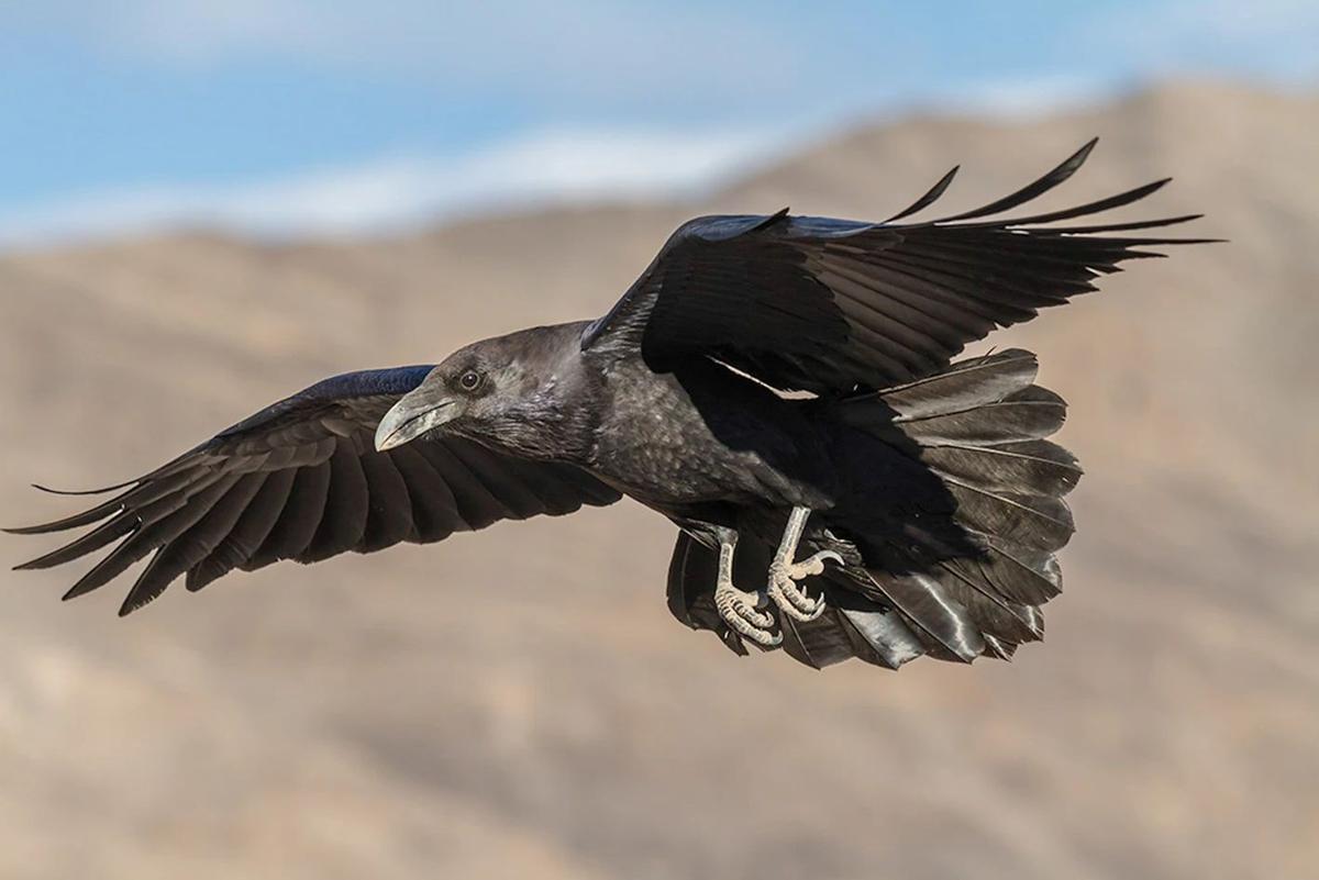 El cerebro de las aves tiene una gran complejidad neuronal