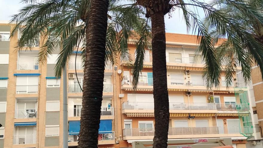 Sagunt talará 43 palmeras en distintos puntos de la ciudad