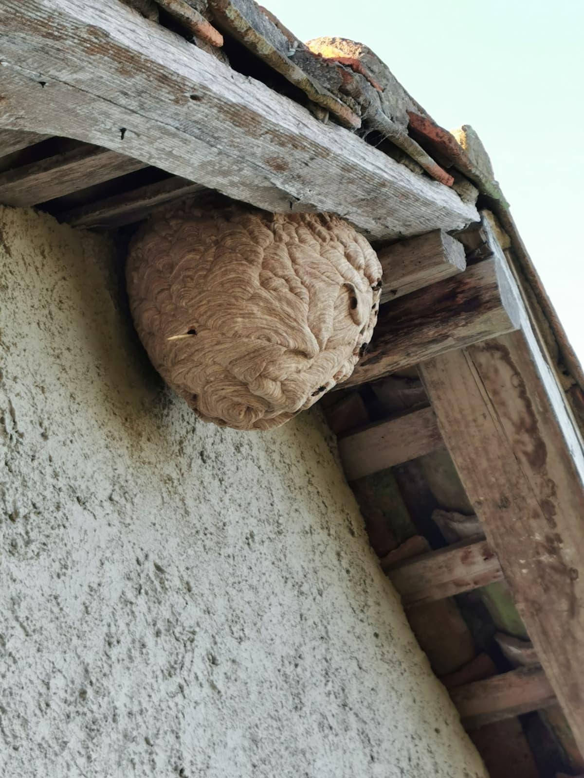 Un nido de veltuinas, cobijado en un hueco de un tejado