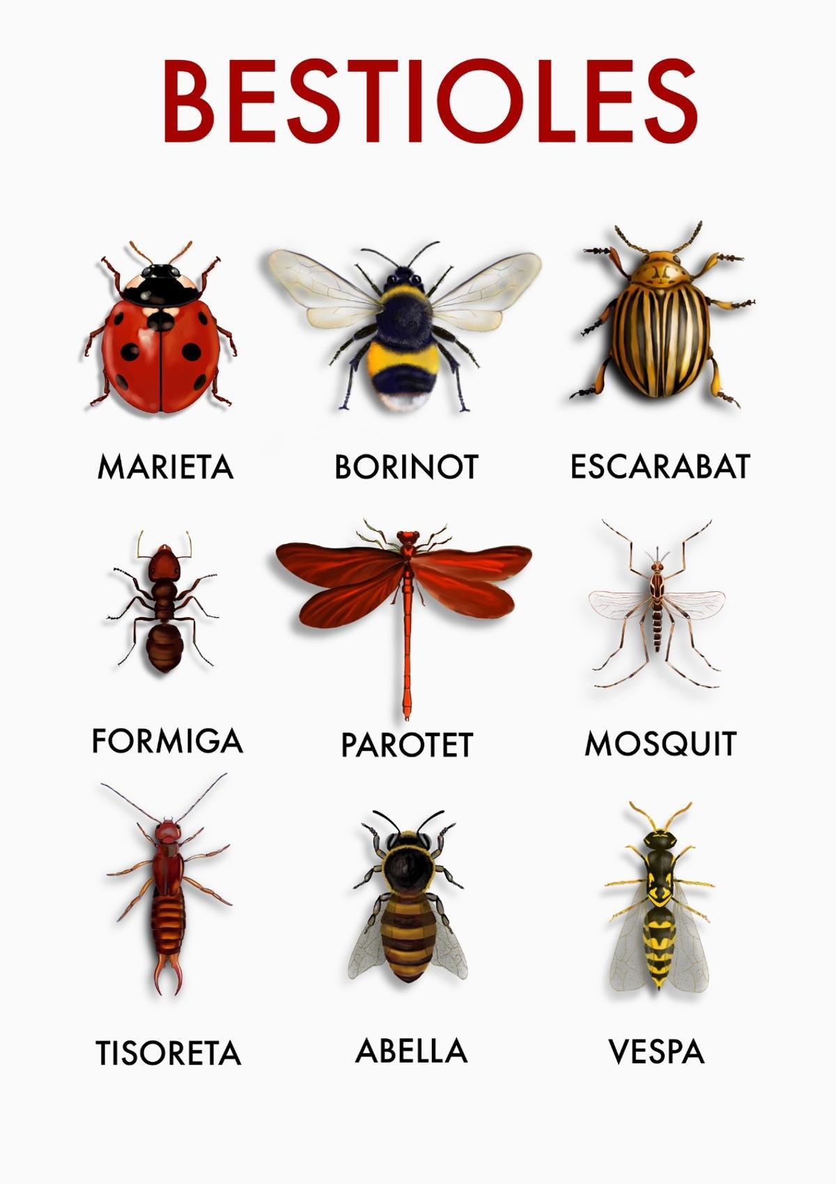 Póster con vocabulario sobre insectos y bichos, diseñado por el ilustrador burrianense Jordi Ninot.