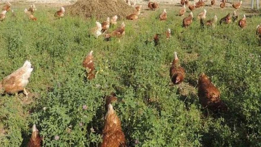 Gallinas en una granja de Zamora.