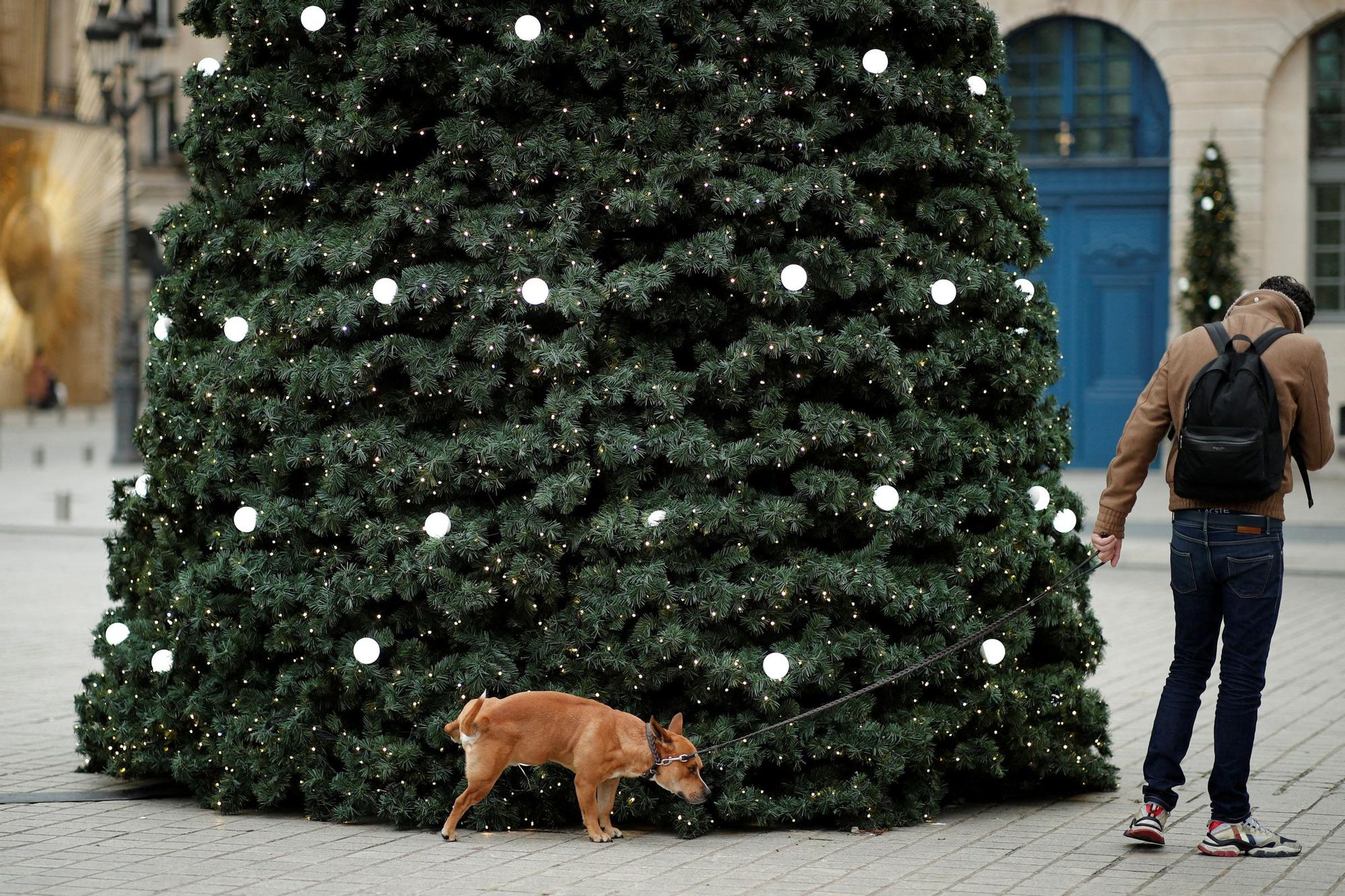 Un perro orina contra un árbol de Navidad en la Place Vendome en París, Francia, el 15 de diciembre de 2021.