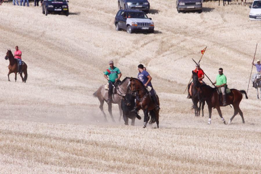 Fiestas en Zamora: Encierro campero en VIllaescusa