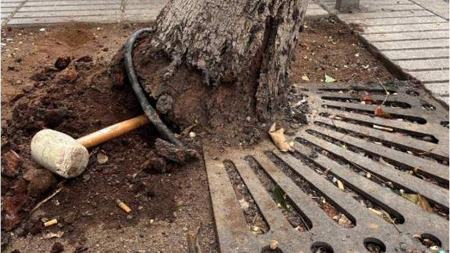 ¿Dejas que tu perro orine en los árboles? Estas son las consecuencias