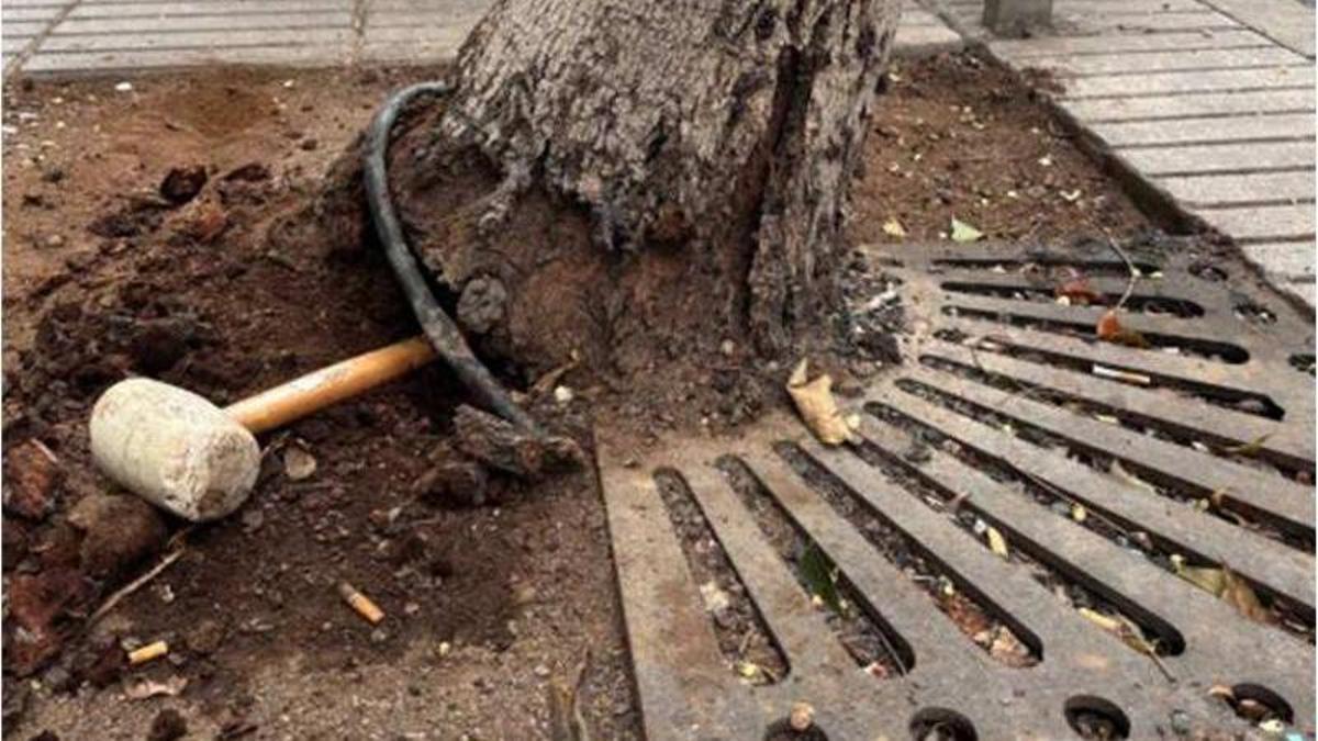 Árbol afectado por los orines de los perros en una calle de Las Alcaravaneras.
